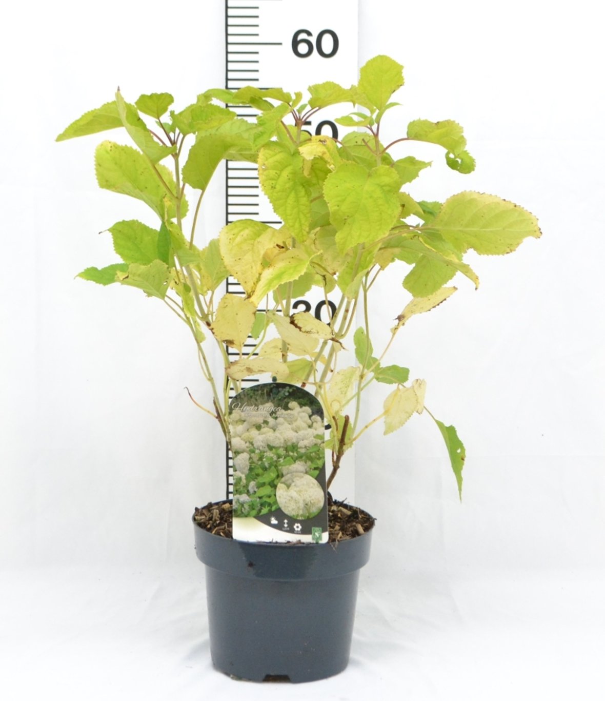 Hydrangea a. 'Annabelle' - C3 20-40 CM